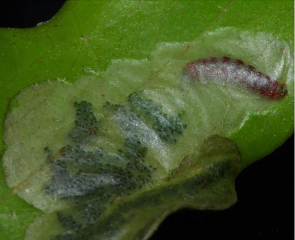 /filer/webapps/moths_gc/media/images/M/melanostola_Cuphodes_larva_Triberti-etal_2024_45.jpg