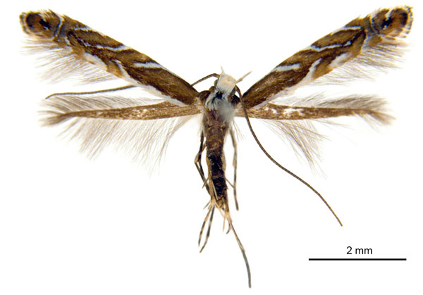 /filer/webapps/moths_gc/media/images/M/melanoxyla_Parectopa_HT_ANIC.jpg