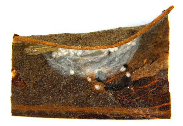 /filer/webapps/moths_gc/media/images/M/melanoxyla_Parectopa_HT_pupa_ANIC.jpg