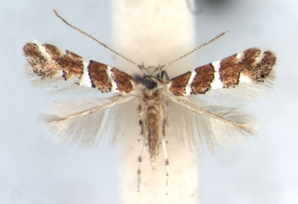 /filer/webapps/moths_gc/media/images/M/melhaniae_Phyllonorycter_AF_RMCA.jpg
