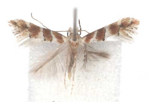 /filer/webapps/moths_gc/media/images/M/melhaniae_Phyllonorycter_A_TMSA.jpg
