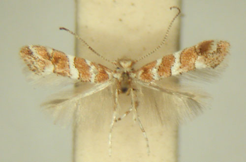 /filer/webapps/moths_gc/media/images/M/melhaniae_Phyllonorycter_HT_TMSA6396.jpg