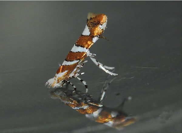 /filer/webapps/moths_gc/media/images/M/melhaniella_Cameraria_A_Triberti-etal_2024_34.jpg