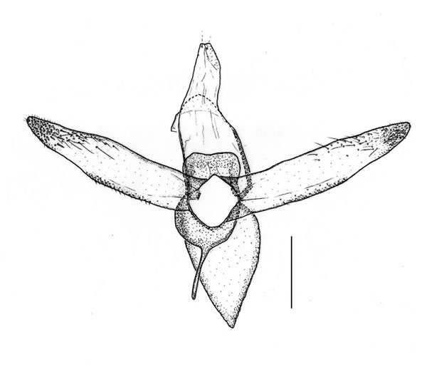 /filer/webapps/moths_gc/media/images/M/melhaniella_Cameraria_GM_Triberti-etal_2024_41.jpg