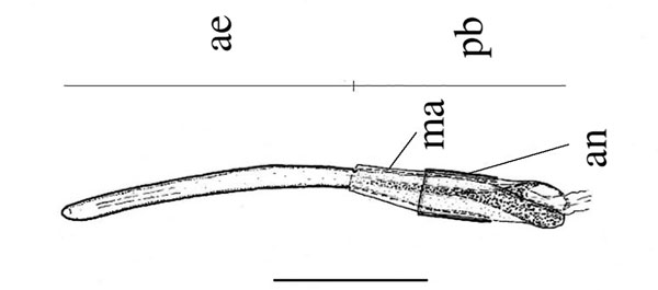 /filer/webapps/moths_gc/media/images/M/melhaniella_Cameraria_aedeagus_Triberti-etal_2024_41.jpg