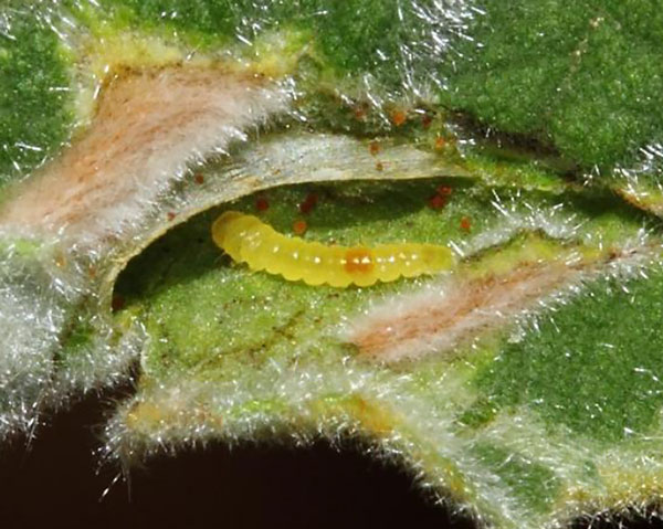/filer/webapps/moths_gc/media/images/M/melhaniella_Cameraria_larva_Triberti-etal_2024_49.jpg
