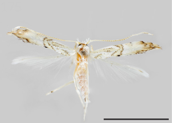 /filer/webapps/moths_gc/media/images/M/meliacella_Phyllocnistis_HT_72096_USNM.jpg