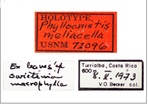 /filer/webapps/moths_gc/media/images/M/meliacella_Phyllocnistis_HT_72096_USNM_Labels.jpg