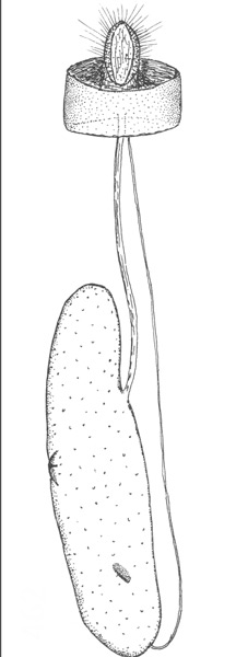 /filer/webapps/moths_gc/media/images/M/meliacella_Phyllocnistis_PT_GF_USNM.jpg