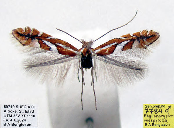 /filer/webapps/moths_gc/media/images/M/mespilella_Phyllonorycter_AM_Bengtsson_2026_26.jpg