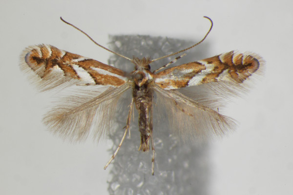 /filer/webapps/moths_gc/media/images/M/mespilella_Phyllonorycter_A_ZSM_6.jpg