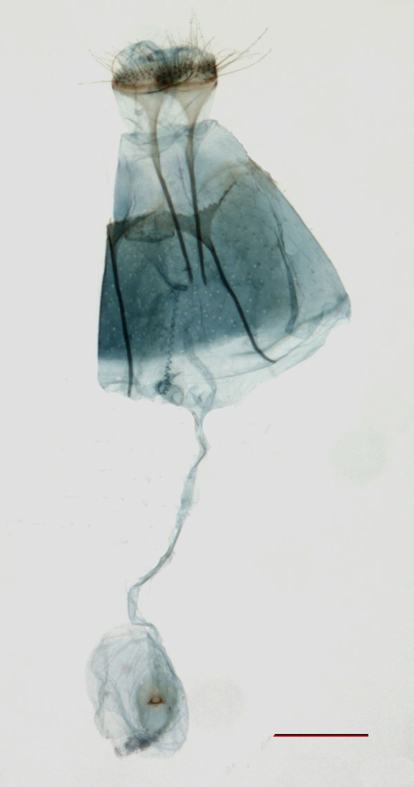 /filer/webapps/moths_gc/media/images/M/mespilella_Phyllonorycter_FG_BMNH_LR.jpg