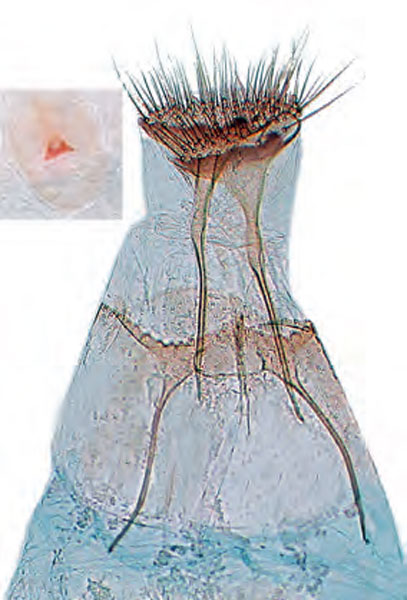 /filer/webapps/moths_gc/media/images/M/mespilella_Phyllonorycter_GF_Bengtsson_2026_27.jpg