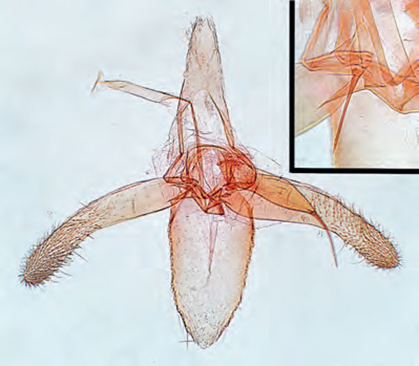 /filer/webapps/moths_gc/media/images/M/mespilella_Phyllonorycter_GM_Bengtsson_2026_27.jpg