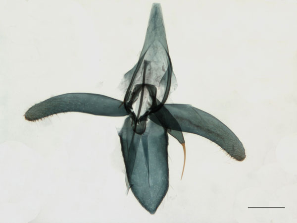 /filer/webapps/moths_gc/media/images/M/mespilella_Phyllonorycter_MG_NT_TMLF_LR.jpg