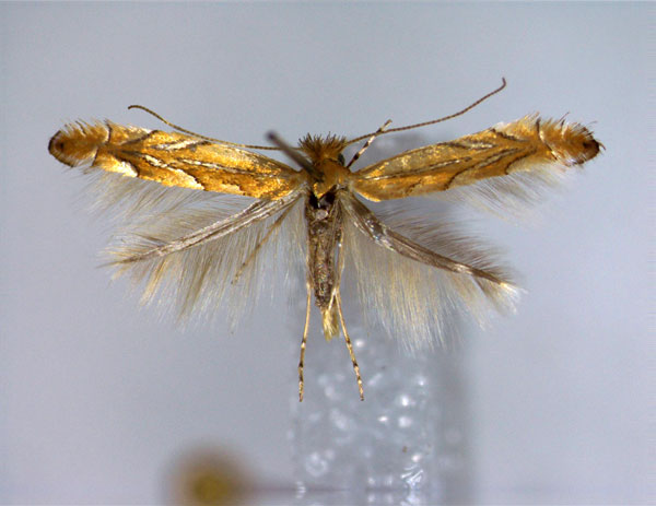 /filer/webapps/moths_gc/media/images/M/messaniella_Phyllonorycter_EIHU.jpg