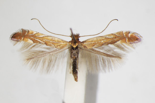 /filer/webapps/moths_gc/media/images/M/messaniella_Phyllonoycter_A_ZSM.jpg