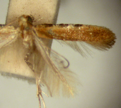 /filer/webapps/moths_gc/media/images/M/meyricki_Caloptilia_PT_TMSA5644.jpg