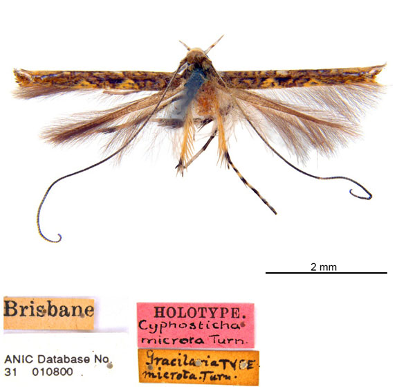 /filer/webapps/moths_gc/media/images/M/microta_HT_ANIC.jpg