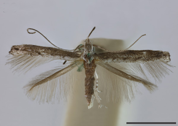 /filer/webapps/moths_gc/media/images/M/micrura_Parornix_HT_NHMUK010920067_BMNH.jpg