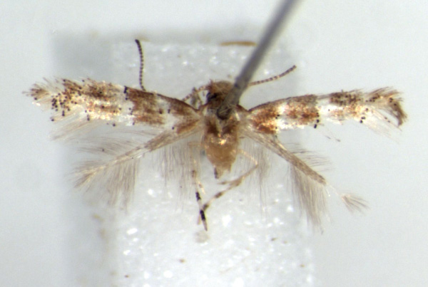 /filer/webapps/moths_gc/media/images/M/mida_Phyllonorycter_HT_RMCA.jpg