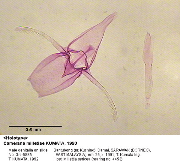 /filer/webapps/moths_gc/media/images/M/milletiae_Cameraria_GM_HT_5885_EIHU.jpg