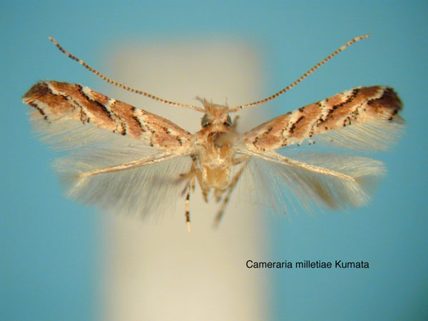 /filer/webapps/moths_gc/media/images/M/milletiae_Cameraria_HT_EIHU.jpg