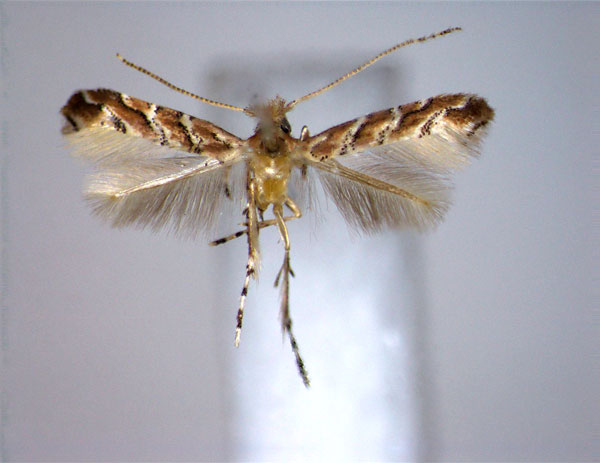 /filer/webapps/moths_gc/media/images/M/milletiae_Cameraria_PT_EIHU.jpg