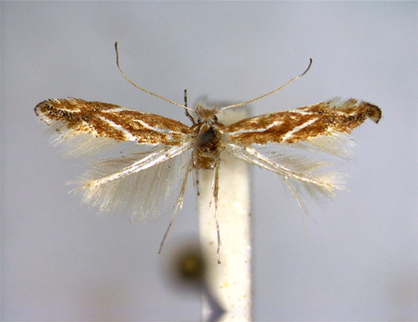 /filer/webapps/moths_gc/media/images/M/millierella_Phyllonorycter_A_EIHU.jpg