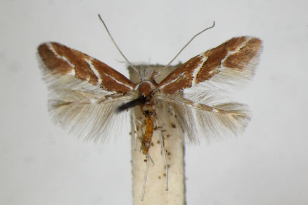 /filer/webapps/moths_gc/media/images/M/millierella_Phyllonorycter_A_ZSM.jpg
