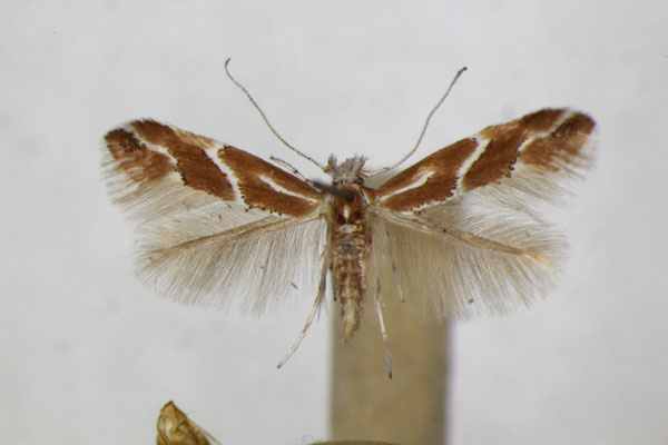 /filer/webapps/moths_gc/media/images/M/millierella_Phyllonorycter_A_ZSM_2.jpg
