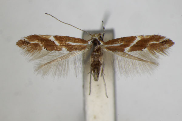 /filer/webapps/moths_gc/media/images/M/millierella_Phyllonorycter_A_ZSM_3.jpg