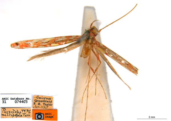 /filer/webapps/moths_gc/media/images/M/miltopepla_Macarostola_ST_ANIC.jpg