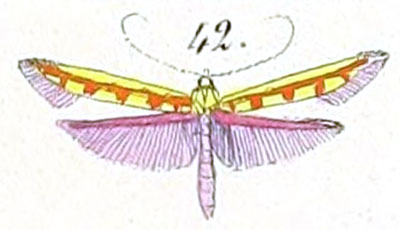 /filer/webapps/moths_gc/media/images/M/miniella_Stathmopoda_HT_Felder_140-42.jpg