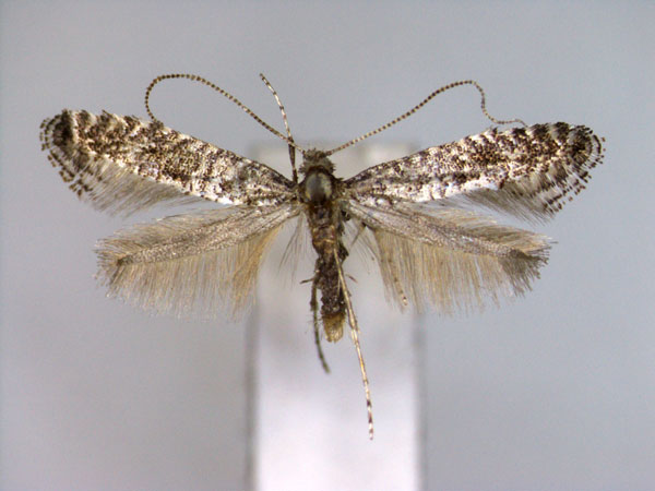/filer/webapps/moths_gc/media/images/M/minor_Parornix_A_EIHU.jpg