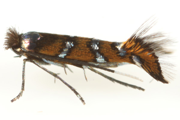 /filer/webapps/moths_gc/media/images/M/minuta_Porphyrosela_A_Eiseman.jpg