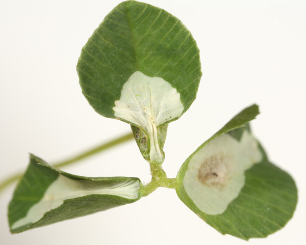 /filer/webapps/moths_gc/media/images/M/minuta_Porphyrosela_M_Eiseman.jpg