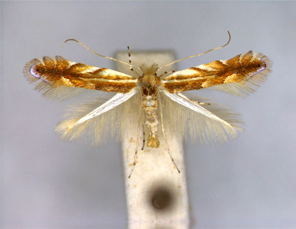 /filer/webapps/moths_gc/media/images/M/mirbeckifoliae_Phyllonorycter_PT_EIHU.jpg