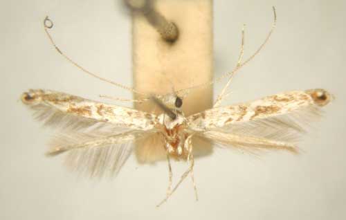 /filer/webapps/moths_gc/media/images/M/mixograpta_Stomphastis_PT_TMSA6036.jpg