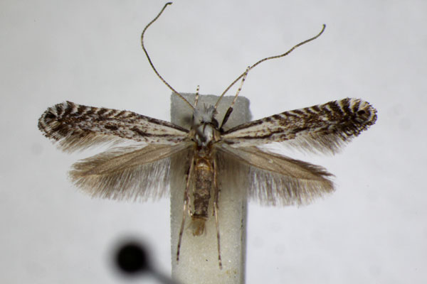 /filer/webapps/moths_gc/media/images/M/mixta_Parornix_A_ZSM_2.jpg