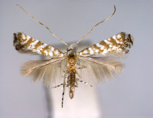 /filer/webapps/moths_gc/media/images/M/miyatai_Eumetriochroa_PT_EIHU.jpg