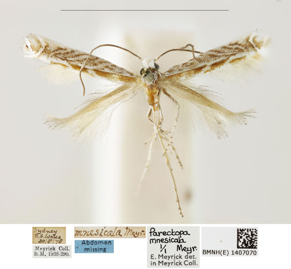 /filer/webapps/moths_gc/media/images/M/mnesicala_Parectopa_LT_BMNH_1407070.jpg