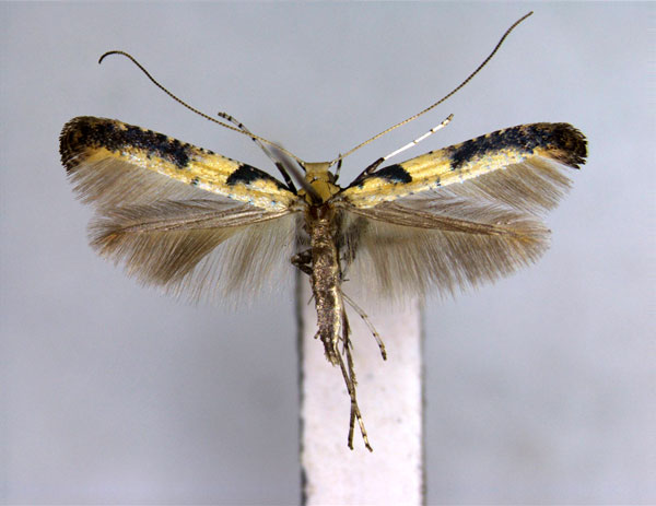 /filer/webapps/moths_gc/media/images/M/mongolicae_Caloptilia_PT_2_EIHU.jpg