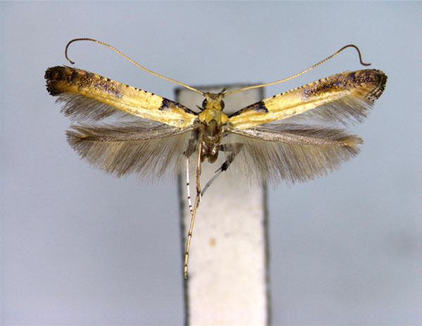 /filer/webapps/moths_gc/media/images/M/mongolicae_Caloptilia_PT_EIHU.jpg