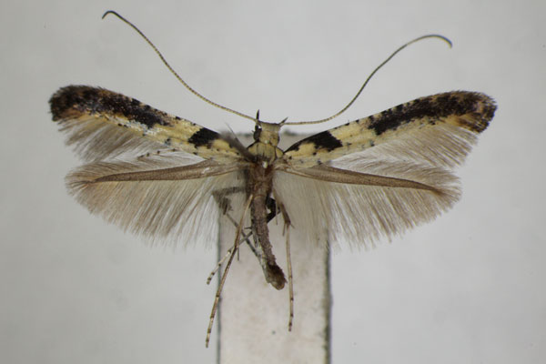 /filer/webapps/moths_gc/media/images/M/mongolicae_Caloptilia_PT_ZSM.jpg