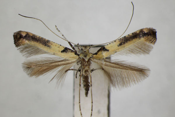 /filer/webapps/moths_gc/media/images/M/mongolicae_Caloptilia_PT_ZSM_2.jpg