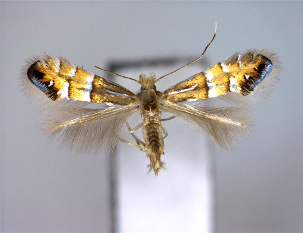/filer/webapps/moths_gc/media/images/M/mongolicae_Phyllonorycter_A_EIHU.jpg