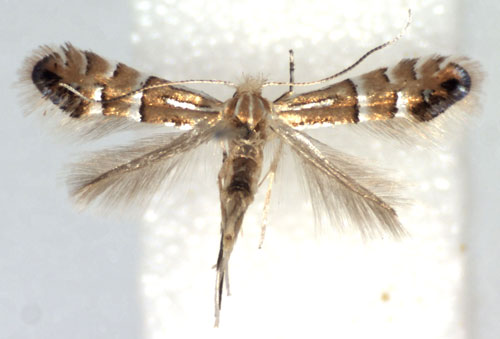 /filer/webapps/moths_gc/media/images/M/mongolicae_Phyllonorycter_A_WJDP.jpg