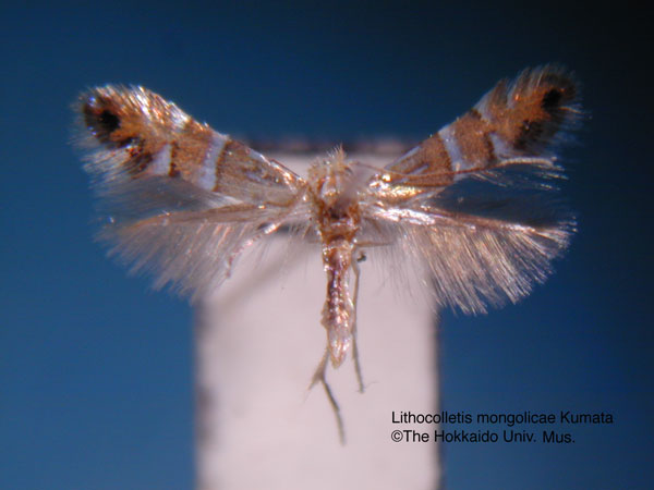 /filer/webapps/moths_gc/media/images/M/mongolicae_Phyllonorycter_HT_EIHU.jpg