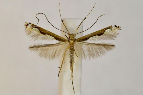 /filer/webapps/moths_gc/media/images/M/monodecta_Cryptolectica_A_BMNH(E)-1324984.jpg